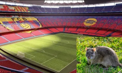 alt= Panique au Barça des rats au Camp Nou.