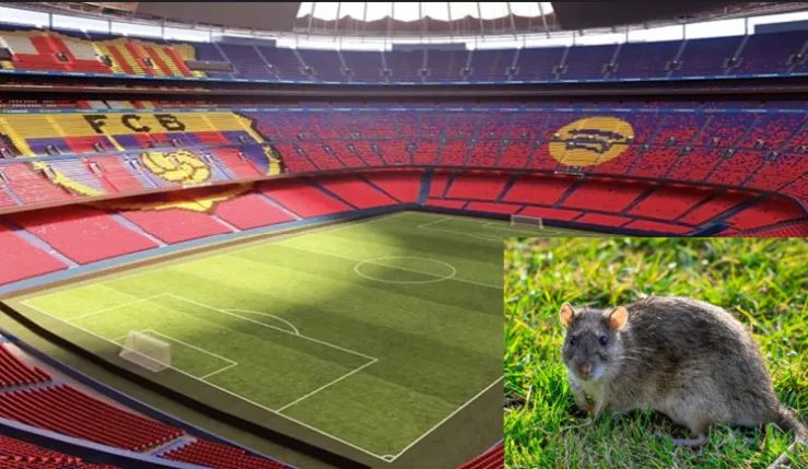 alt= Panique au Barça des rats au Camp Nou.