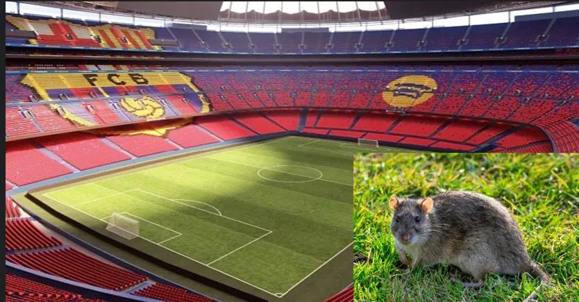 alt= Panique au Barça des rats au Camp Nou.