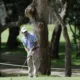 alt= Trophée Hassan II de golf Tommy Gainey vire en tête